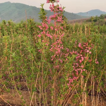批发四季锦带工程苗5-10分枝容器杯苗四季锦带小苗