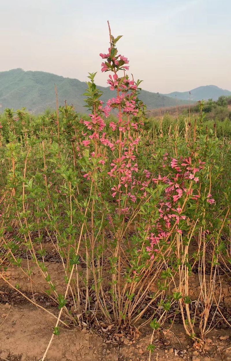 批发四季锦带工程苗5-10分枝容器杯苗四季锦带小苗