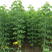 糖槭工程苗4-12公分糖槭小苗东北丛生糖槭树