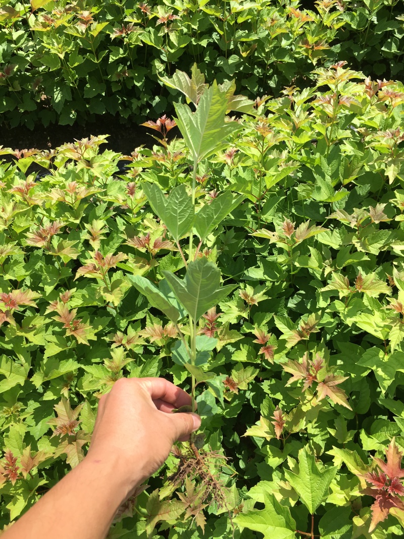 天目琼花鸡树条荚蒾小苗工程苗4--8分枝天目琼花树