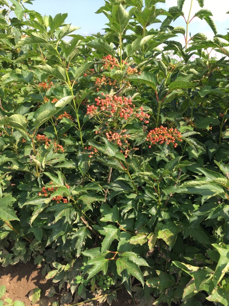 天目琼花鸡树条荚蒾小苗工程苗4--8分枝天目琼花树