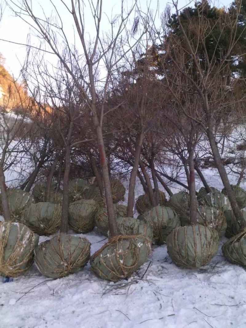 梧桐工程苗43-20公分梓树小苗东北梧桐树