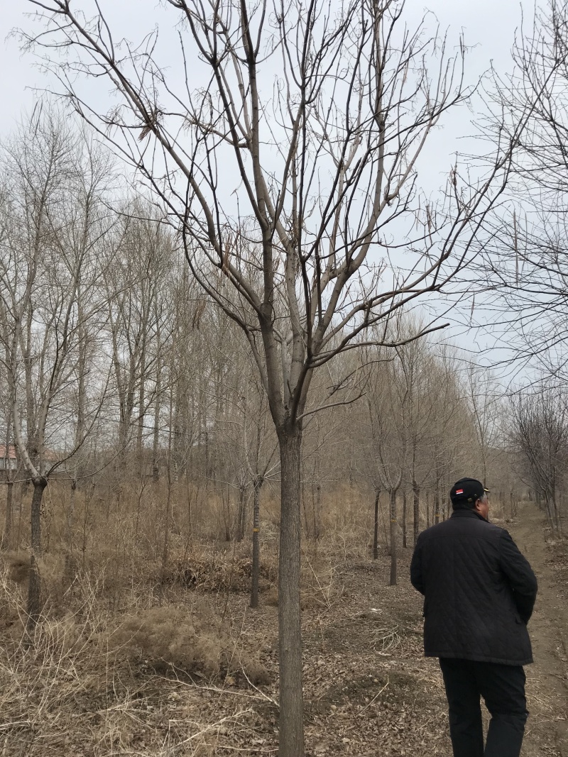 梧桐工程苗43-20公分梓树小苗东北梧桐树