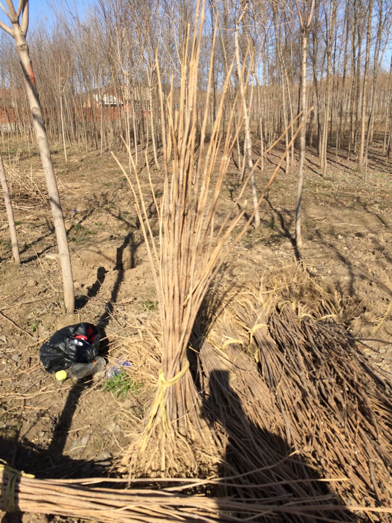 梧桐工程苗43-20公分梓树小苗东北梧桐树