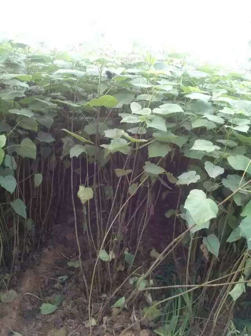 梧桐工程苗43-20公分梓树小苗东北梧桐树
