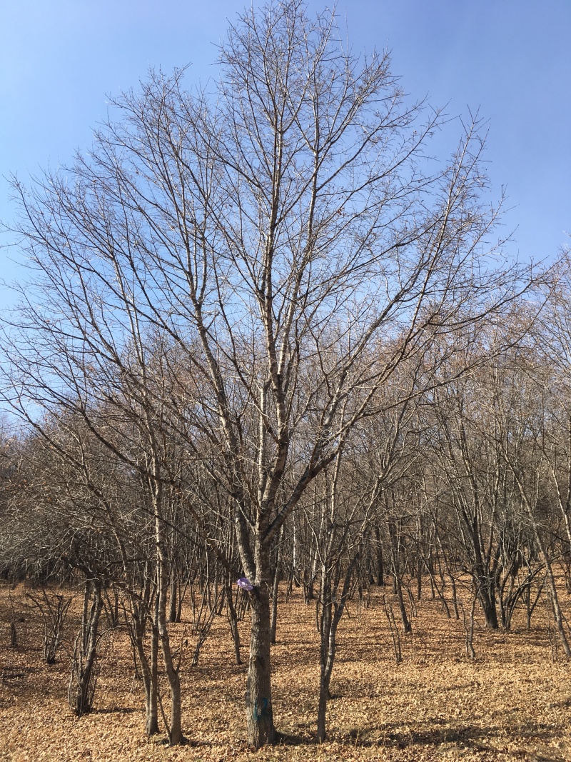五角枫丛生五角枫5-8分枝元宝枫4-20公分斜飘树