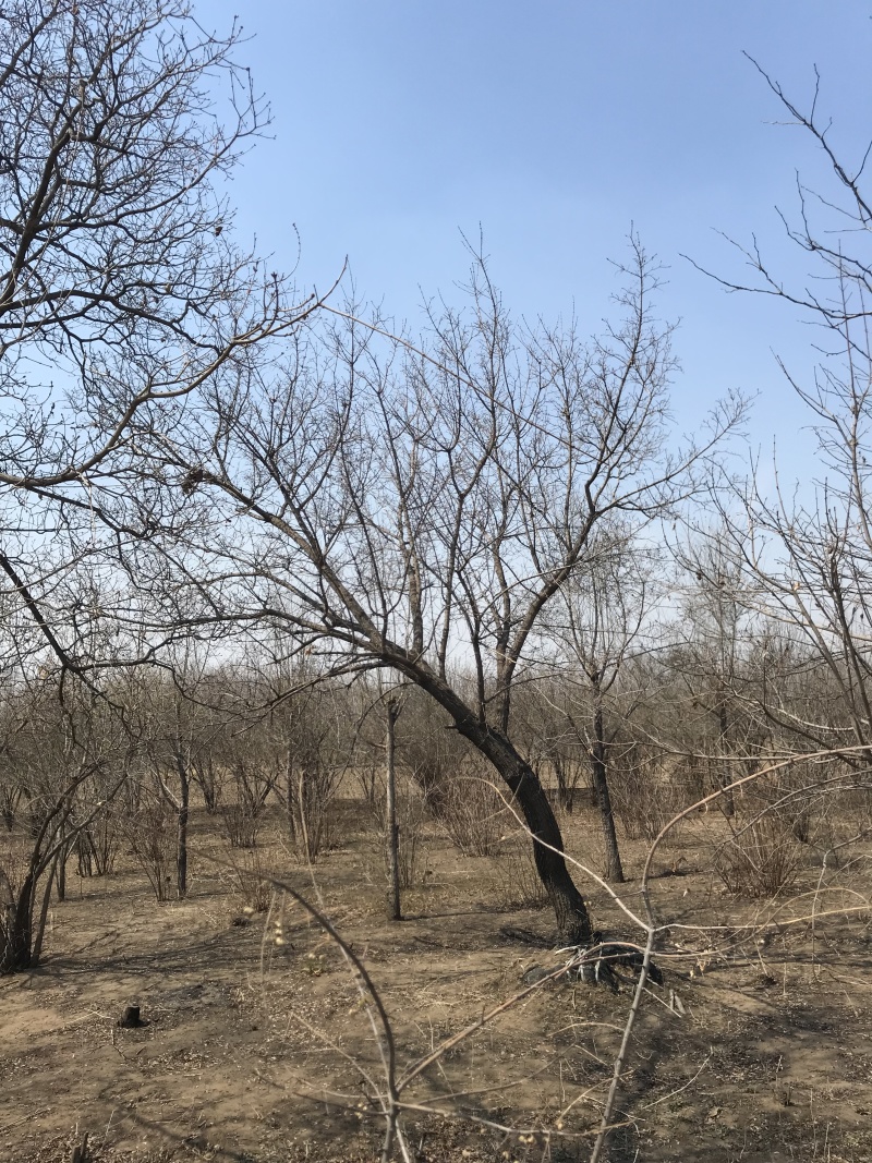 五角枫丛生五角枫5-8分枝元宝枫4-20公分斜飘树
