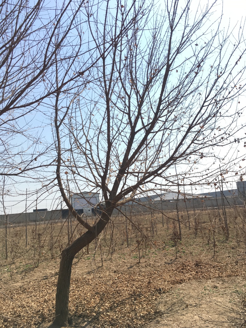 五角枫丛生五角枫5-8分枝元宝枫4-20公分斜飘树