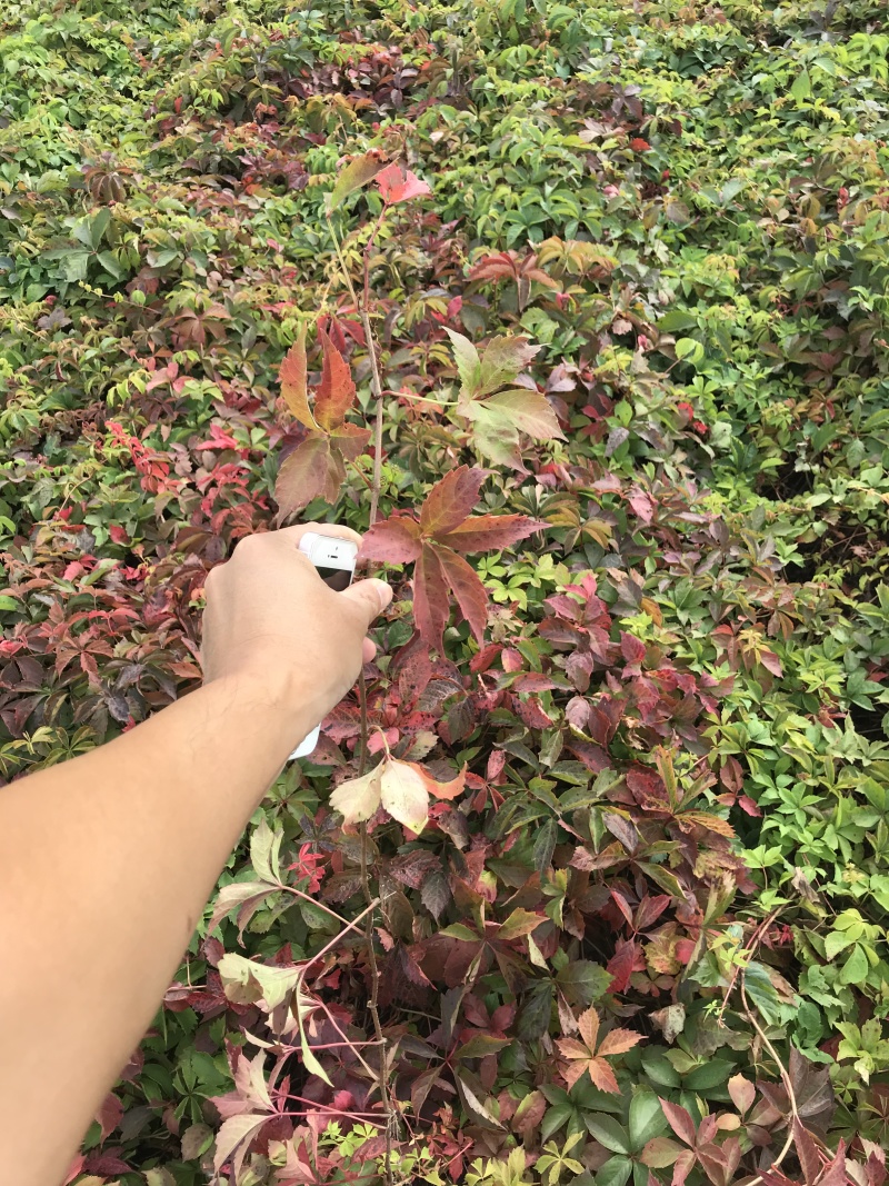 五叶地锦三叶地锦爬山虎容器杯苗东北五叶地锦小苗