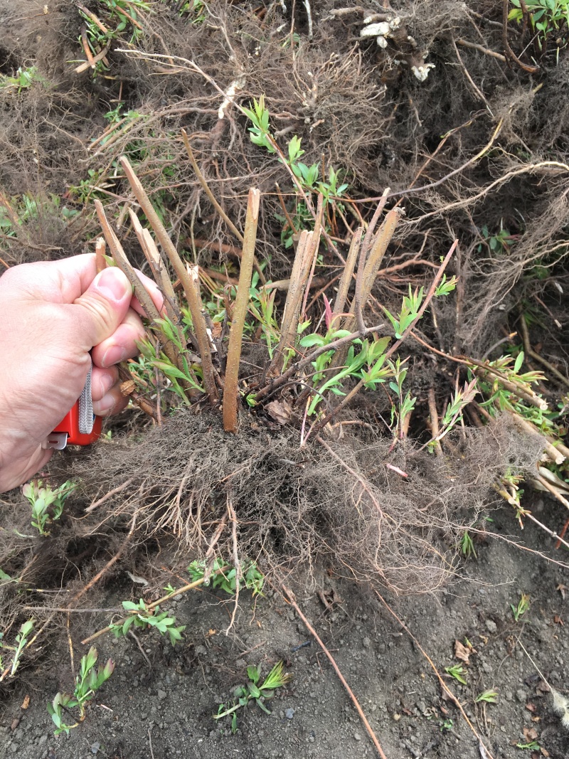 雪柳干枝雪柳鲜切花播种小苗雪柳桩丛生4-10分枝