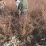 雪柳干枝雪柳鲜切花播种小苗雪柳桩丛生4-10分枝