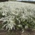 雪柳干枝雪柳鲜切花播种小苗雪柳桩丛生4-10分枝