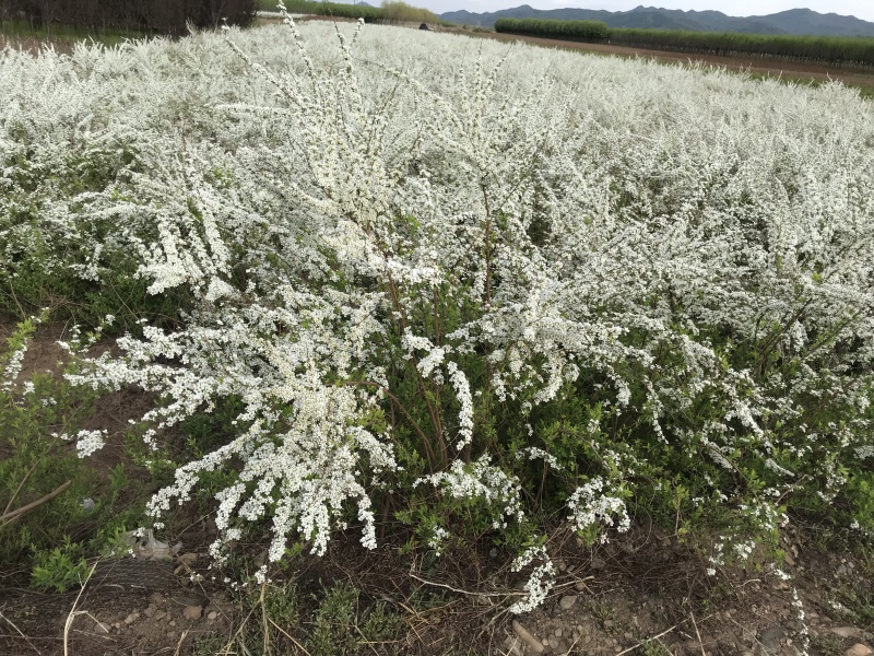 雪柳干枝雪柳鲜切花播种小苗雪柳桩丛生4-10分枝