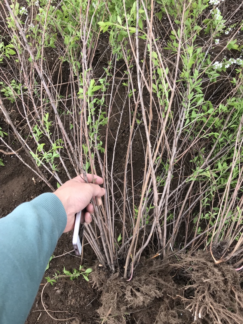 雪柳干枝雪柳鲜切花播种小苗雪柳桩丛生4-10分枝