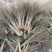 雪柳干枝雪柳鲜切花播种小苗雪柳桩丛生4-10分枝