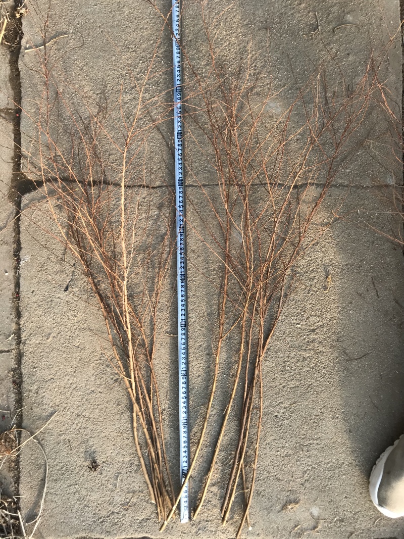 雪柳干枝雪柳鲜切花播种小苗雪柳桩丛生4-10分枝