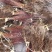 雪柳干枝雪柳鲜切花播种小苗雪柳桩丛生4-10分枝