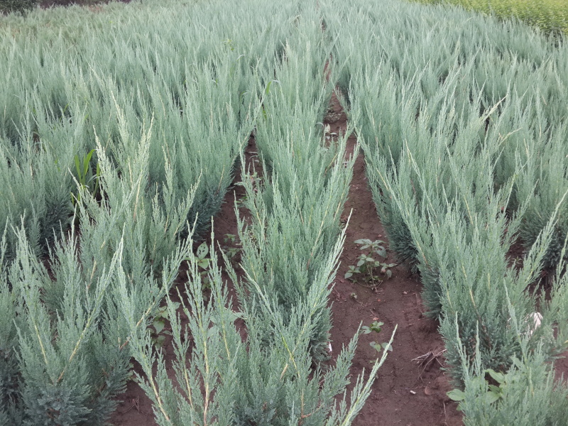 偃柏杯苗耐寒地被植物偃柏工程苗开原偃柏