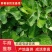 章姬草莓苗，专业育苗基地，成活率高欢迎咨询
