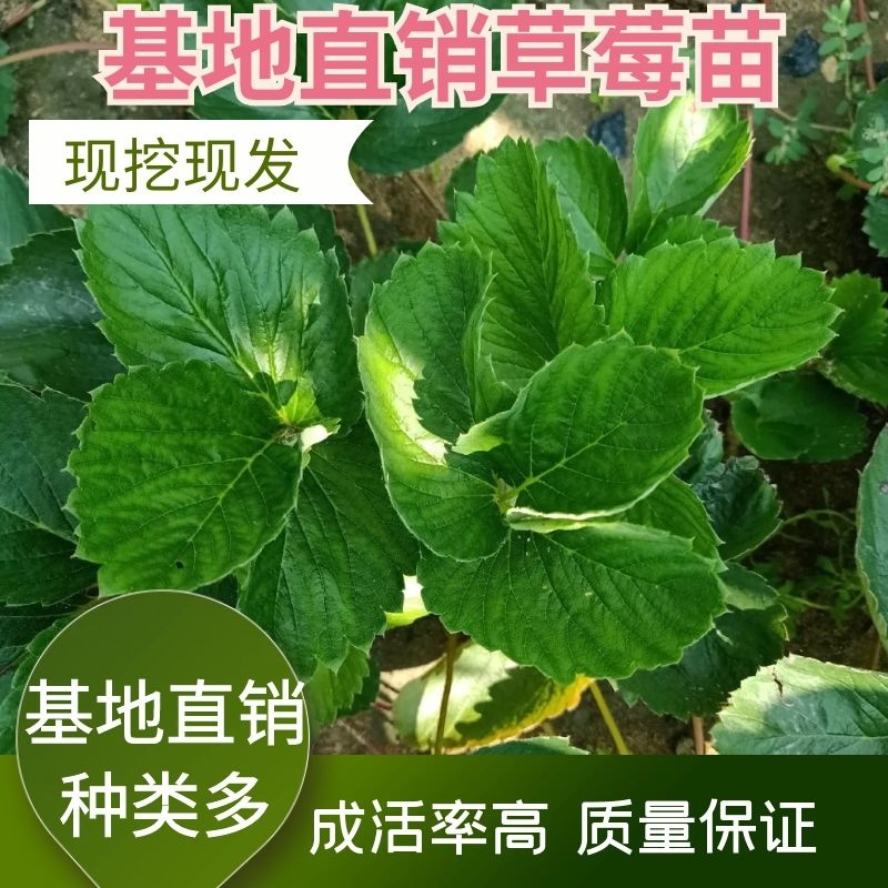 圣诞红草莓苗，基地现挖现发成活率高量大从优欢迎实地考察