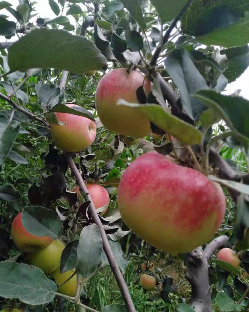 美八苹果，红露口感脆甜，产地直销，质优价廉大量上市