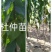 杜仲5公分杜仲种子、12公分杜仲15公分杜仲价格杜仲苗圃