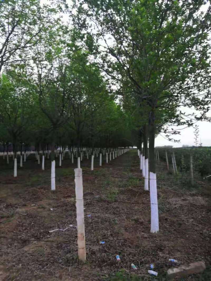 杜仲5公分杜仲种子、12公分杜仲15公分杜仲价格杜仲苗圃