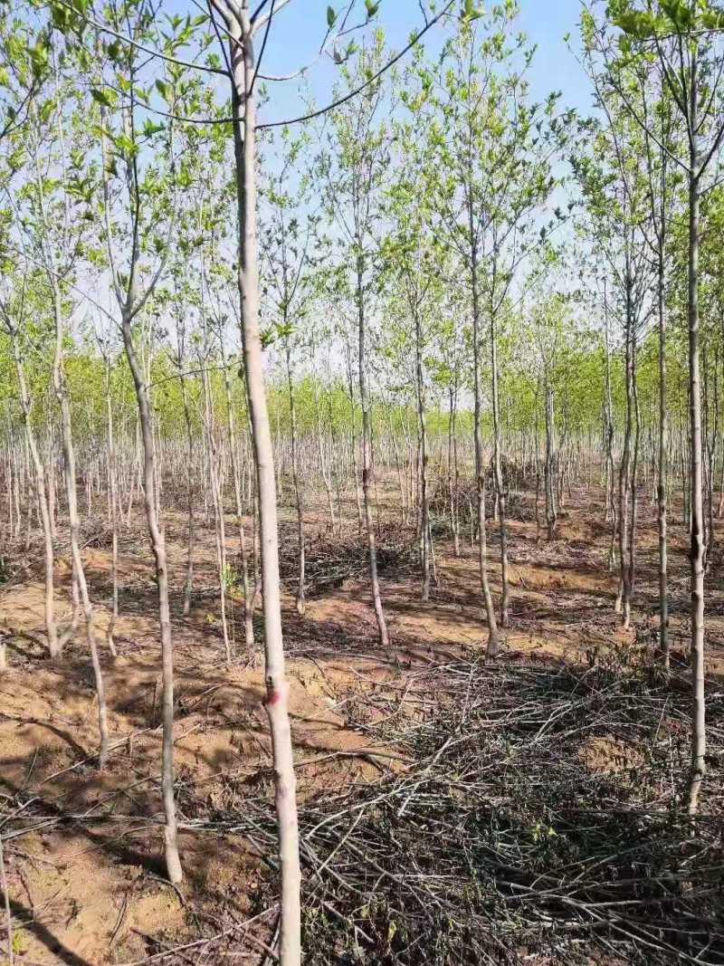 杜仲5公分杜仲种子、12公分杜仲15公分杜仲价格杜仲苗圃
