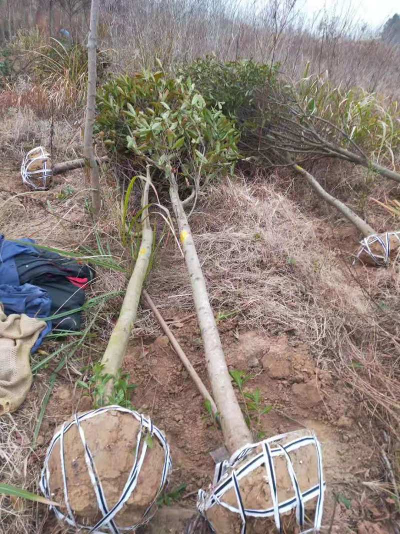 5公分山杜英苗、14公分山杜英25公分山杜英价格丛山杜英
