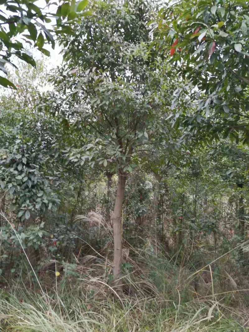 丛生山杜英斜飘山杜英南昌山杜英九江山杜庐山山杜英