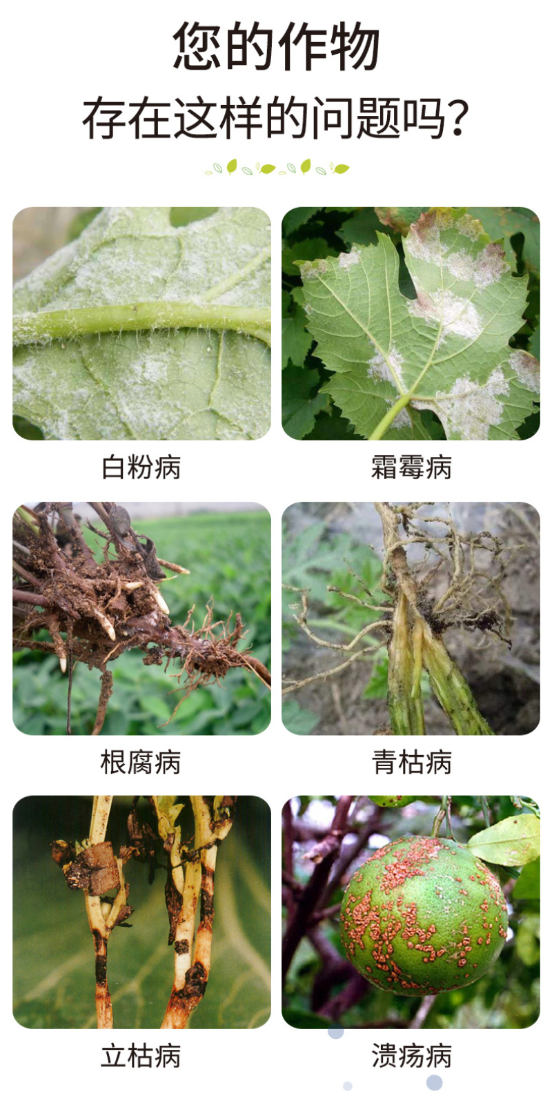 【热销】枯草芽孢杆菌微生物菌剂枯草芽孢杆菌农用菌肥料