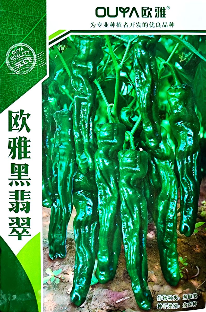 大黑欧雅黑翡翠薄皮辣椒种子北方秋季南方秋冬种植