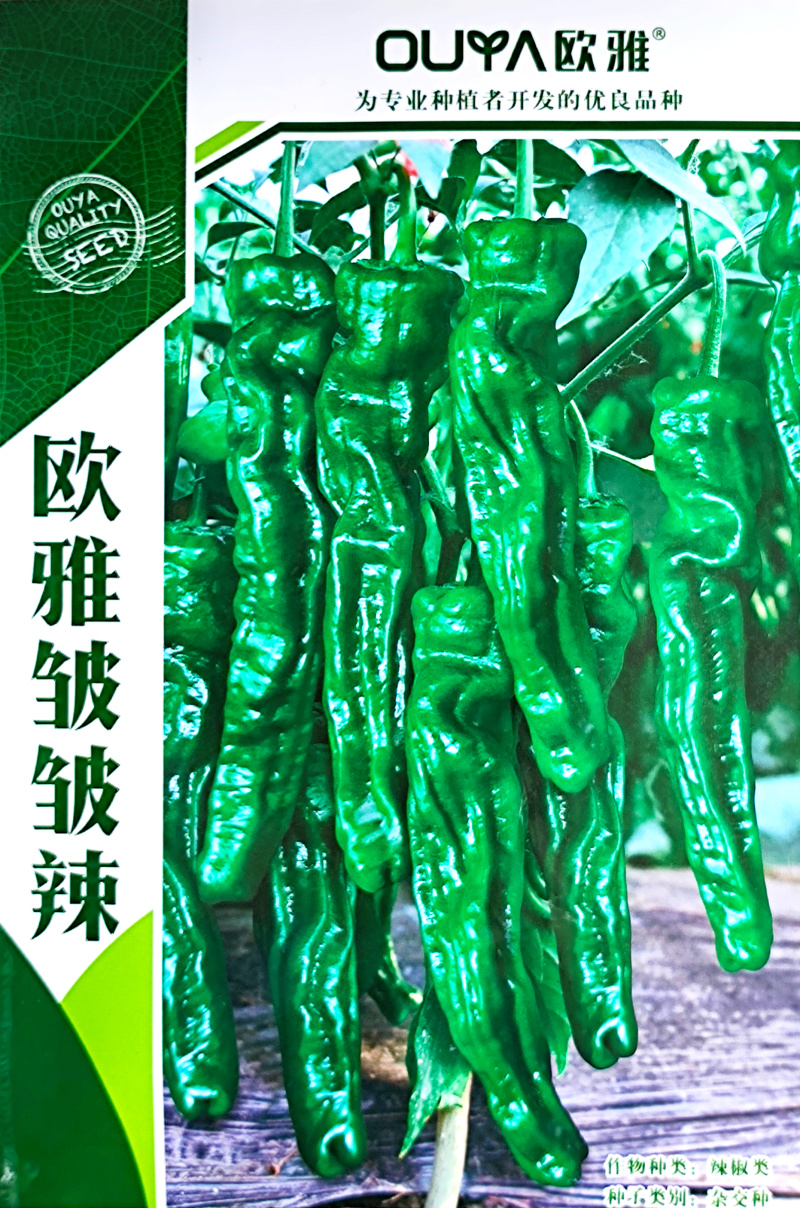 欧雅皱皱辣早熟深绿青果辣椒种子皮薄肉脆辣味浓