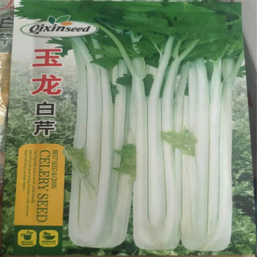 玉龙白芹菜种子白杆芹菜阳台种菜蔬菜种子家庭盆栽蔬菜籽
