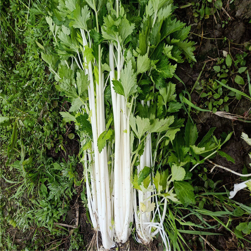 玉龙白芹菜种子白杆芹菜阳台种菜蔬菜种子家庭盆栽蔬菜籽