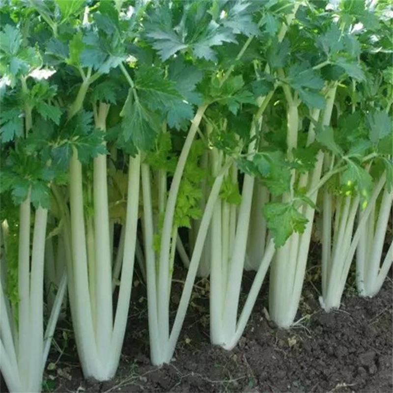 玉龙白芹菜种子白杆芹菜阳台种菜蔬菜种子家庭盆栽蔬菜籽