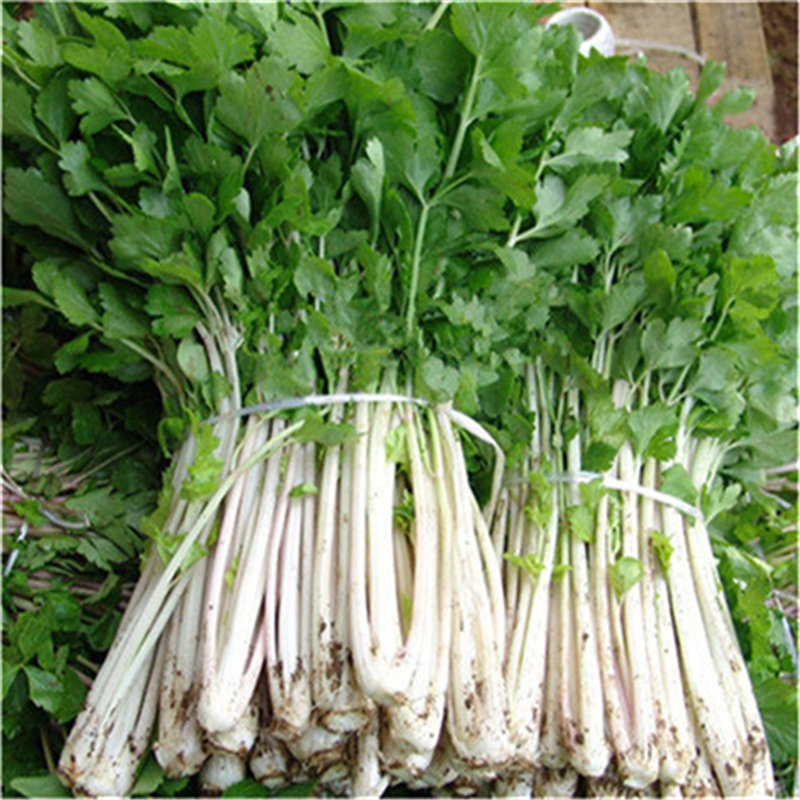 玉龙白芹菜种子白杆芹菜阳台种菜蔬菜种子家庭盆栽蔬菜籽