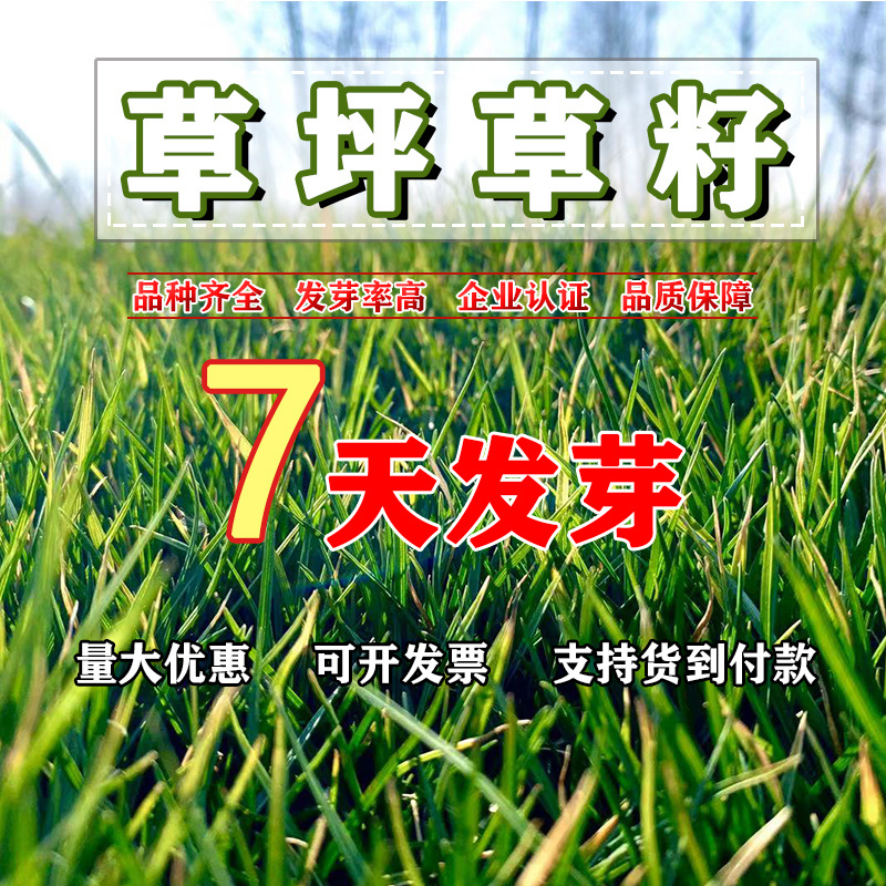 进口草坪种子四季青种子绿化草皮草籽庭院别墅草种子