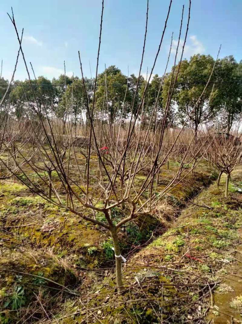 红梅小苗红梅3公分红梅5公分红梅10公分美人梅