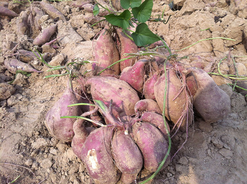 商薯红薯口感香甜河北产地直供现挖现发欢迎咨询