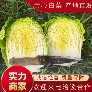坝上大白菜上市中量大质优信誉第一合作共赢