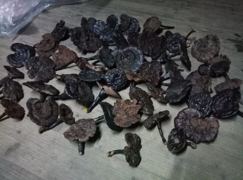 野生（黑）紫灵芝，广西大苗山农户采摘朵朵野生