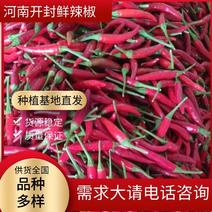 河南红辣椒，基地直采直发可视频，货源稳定供货全国市场