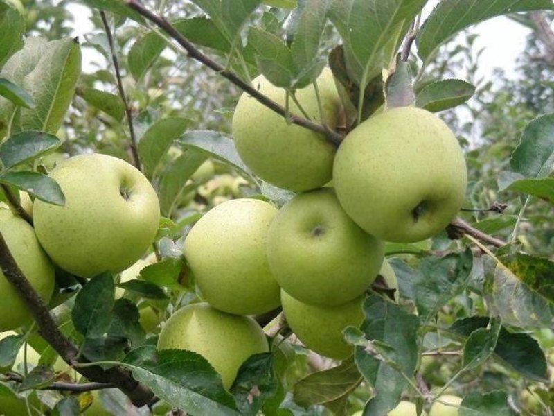 山东济南批发金帅苹果青苹果水果新鲜当季水果头茬苹果量大