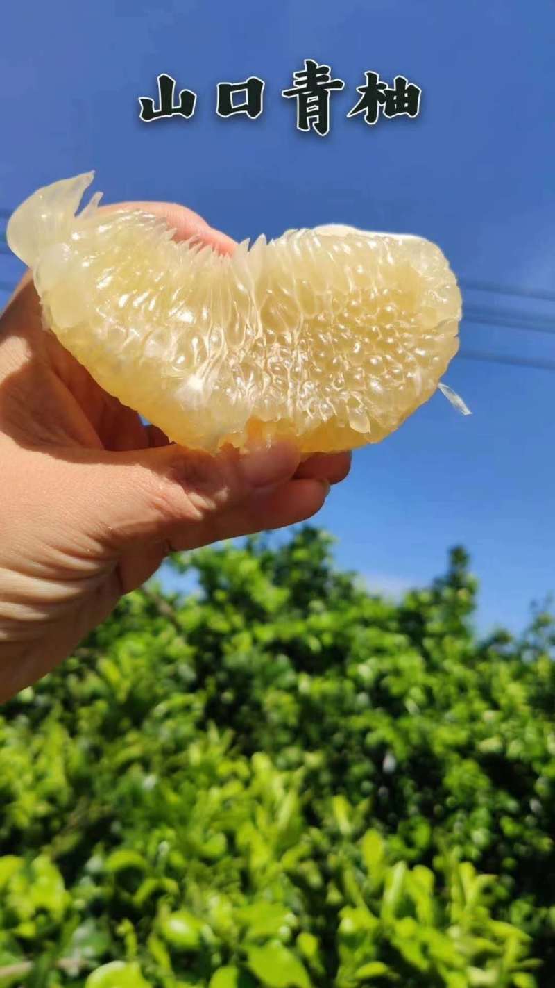 顺丰包邮~海南澄迈山口青柚，富硒长寿柚，限定果园