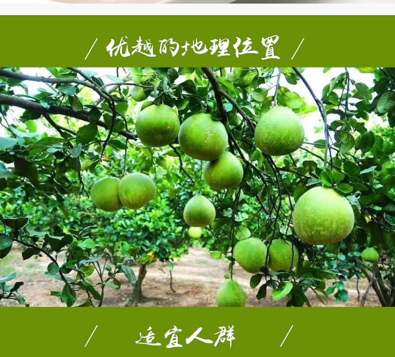 顺丰包邮~海南澄迈山口青柚，富硒长寿柚，限定果园