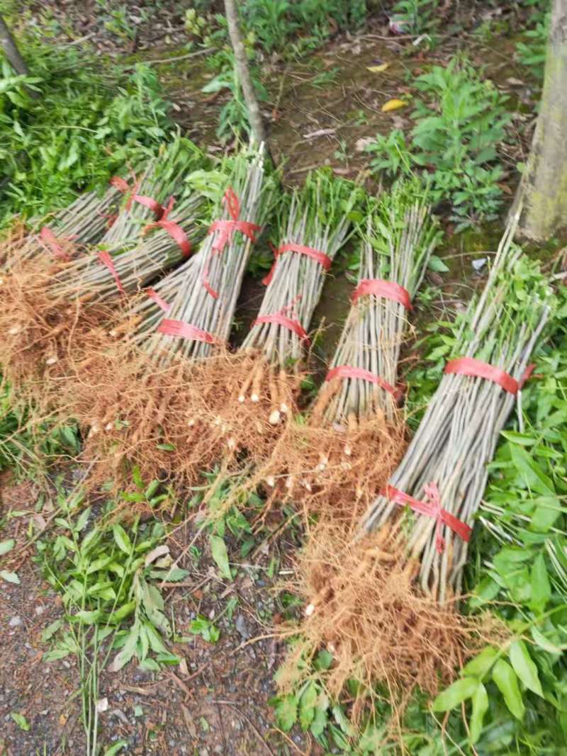 1米无患子价格基地1米5无患子多少钱一棵无患子苗圃