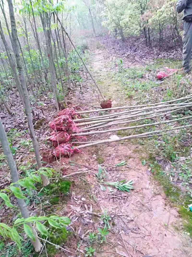 1米无患子价格基地80公分无患子多少钱一棵无患子2公分