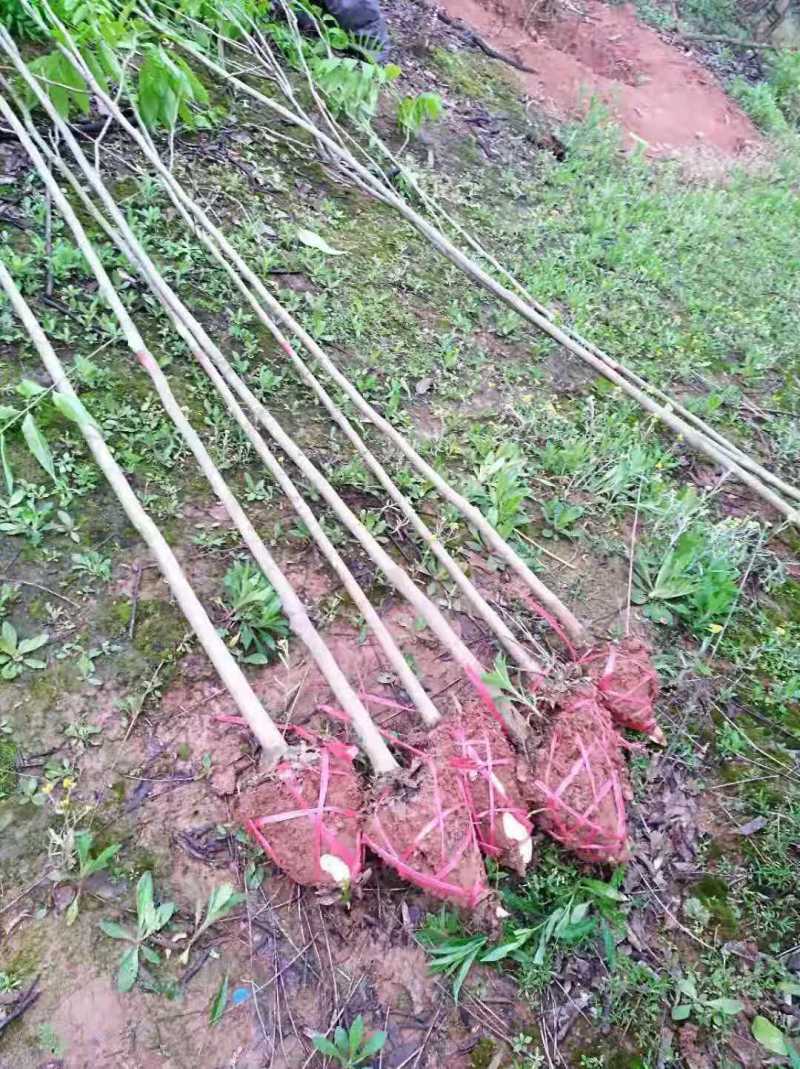 1米无患子价格基地80公分无患子多少钱一棵无患子2公分