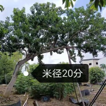 斜飘朴树